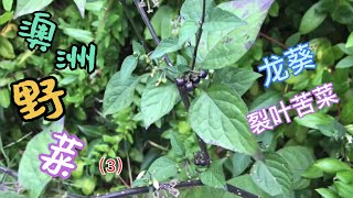 澳洲野菜（三）龙葵 裂叶苦菜