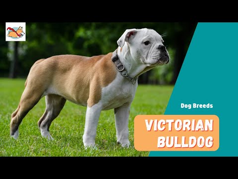 Victorian Bulldog: A Complete Guide to The Healthy, Happy Bulldog!