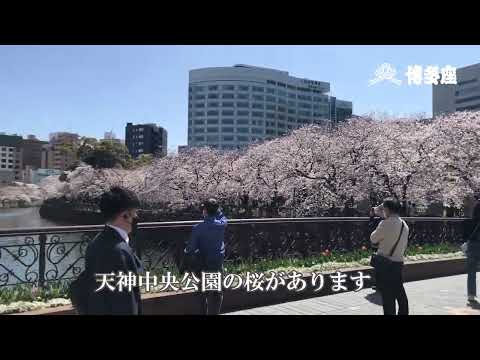 博多座周辺案内【天神中央公園の桜】