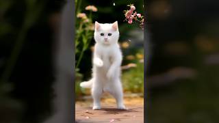 cute cat dance 🥀||wish status||💕🥀🥀new whatsapp status||cute puppy🥀||trending#trend#shorts#new status