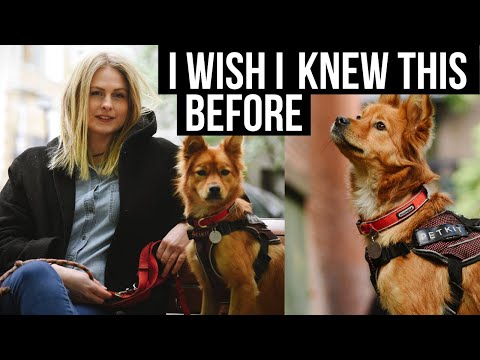 5 Things I Wish I Knew BEFORE Fostering a Dog