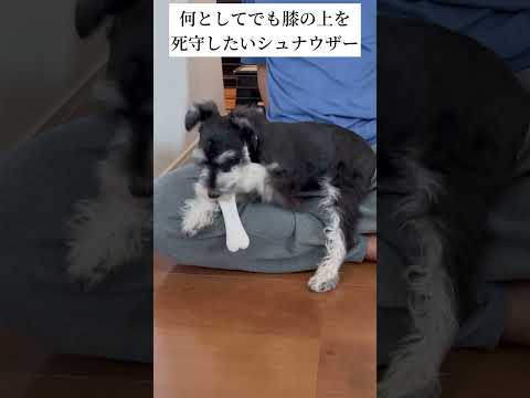 【可愛い犬】飼い主の膝上で骨を噛みたいのに上手くいかないミニチュアシュナウザー #shorts #ペット動画 #miniatureschnauzer #犬のいる暮らし #いぬのきもち #シュナウザー