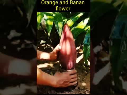 Banana Grafting  with Banana flower use of orange