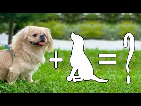 Top 10 Pekingese Mixes cross breeds | Pekingese Mixes