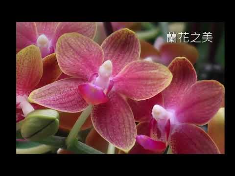 202012 C  蘭花之美