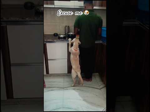 Here Muffin is searching food 😅🐶❤️#nehasinghvlogs #dog #searching #food #mydog #muffin