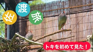 トキの森公園にトキを見に行ってきた