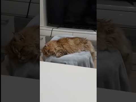 眠たそうな猫 猫のしっぽ sleepy kitten 子猫 かわいい 子猫 保護 もちまる日記 もち様 kitten class