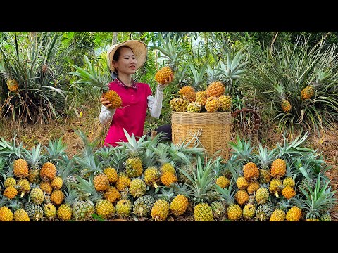 Harvest Pineapple Garden Goes to the market sell - Pineapple market Mai Nha Tranh