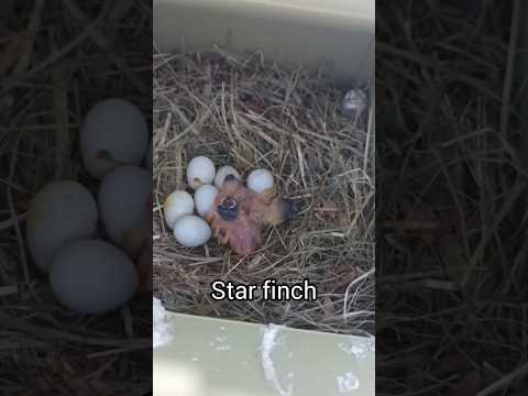 🐣CHICKS ‼️Star finch & Long tail finch