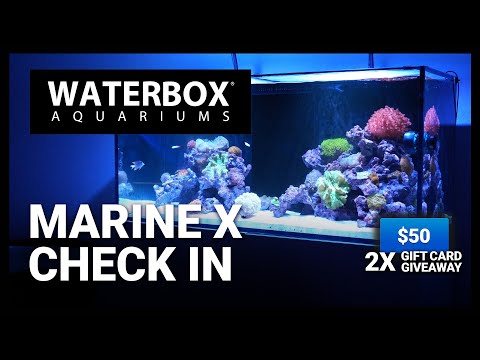 Update on Newly Stocked MARINE X - Episode 178