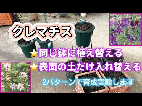 クレマチスの植え替え💠2パターンの方法で育成実験します