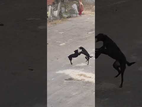 🫣😜🐕Funny Kutta Fight #dogfight #animalsshort