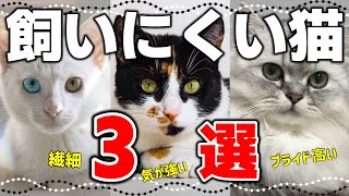 かわいいけど初心者には飼いにくい人気猫3選｜毛色で分かる猫の性格