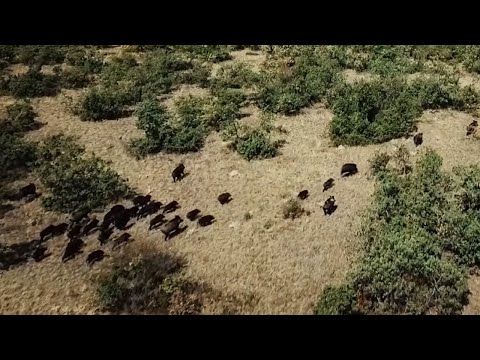 EPIC WILD BOAR HUNTING WITH DRONE VIDEOS!