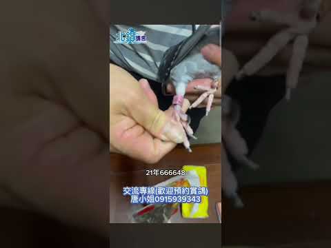 ［已交流］勝任南北海春東季惡氣候！當前線上優質好鴿分享集合~有喜歡的同好趕快行動囉！