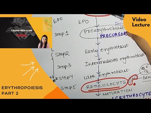 ERYTHROPOIESIS Part 2 by Dr. Nikita