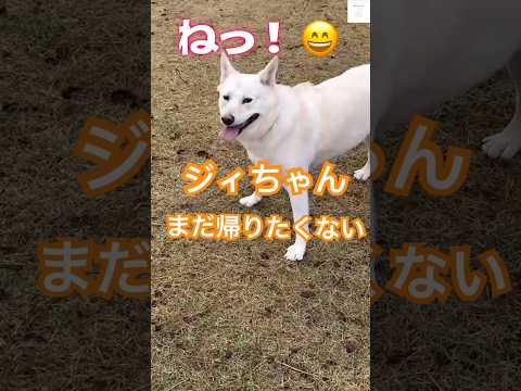 帰りたいジィちゃん&遊びたいきなこ🐶　#保護犬　#犬　#かわいい犬 #犬のいる暮らし #癒し