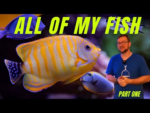 All Of My Fish! Part 1