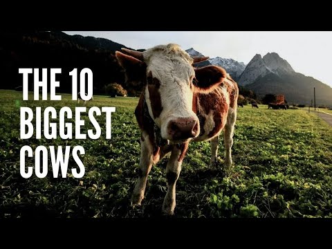 The 10 Biggest Cows in the World