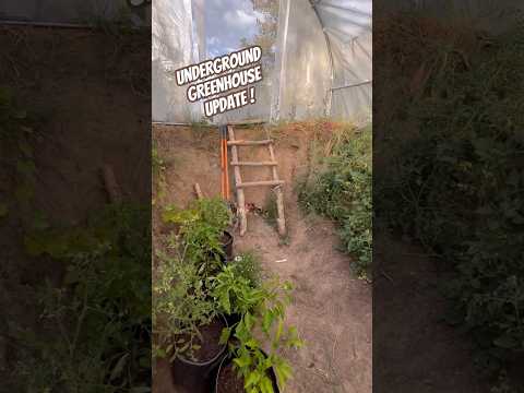 Today on the Homestead:Thriving Underground Greenhouse Update | Walipini Garden in Colorado #shorts