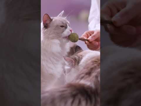 Catnip Balls: Pounce, Play, Repeat!