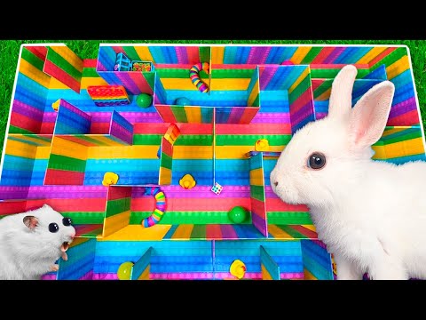 🌈 DIY POP IT Maze for Bunny and Hamster 🐰 🐹