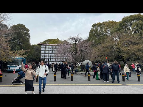 2024年3月28日本東京追櫻日誌／wing hotel 開箱／上野垂櫻