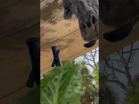 Feeding A Beautiful Giraffe #Sanfordflorida #zoo