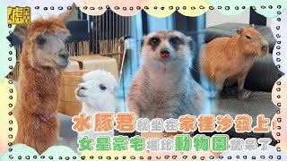 水豚君就坐在家裡沙發上！女星豪宅堪比動物園驚呆了