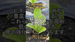 【ロメインレタスの紹介】レタスって栄養豊富なんです🥬食べ方も色々！ぜひレタス生活始めてみてください^_^ #菌ちゃん農法 #農業 #無農薬 #レタス #ロメインレタス #栃木県