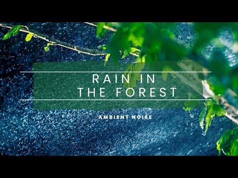 Relax and Study to the Ambient Sounds of Rain in a Lush Forest