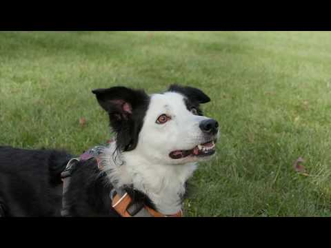 Harmony Dog Training - About Us