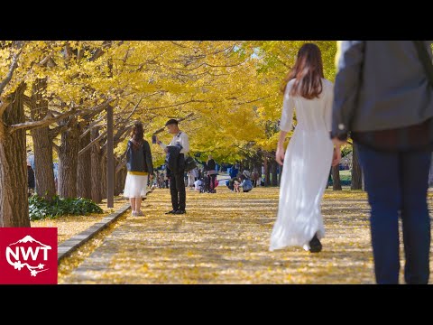 4K HDR - Autumn In Tokyo | Showa Memorial Park