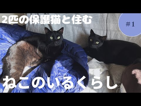 2匹の黒猫とのくらし#１