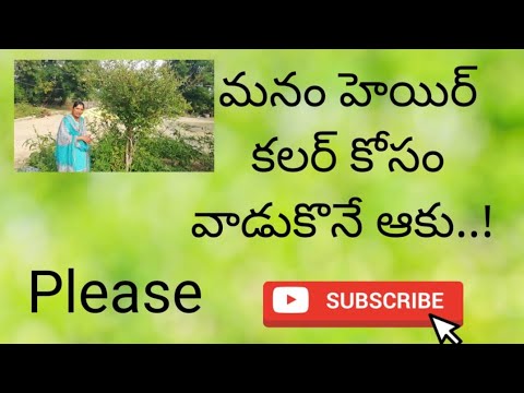 how to propagate natural henna plant& how to apply on hair# గోరింటాకు నీ జుట్టు కలర్ కోసంవాడే విధానం