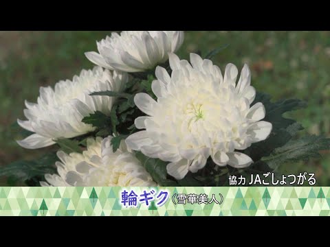 Fresh Vegetable」青森県産輪ギクを紹介♪