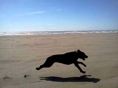 Dog running on beach