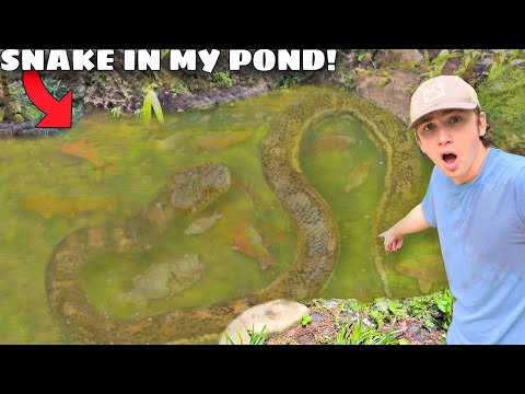 DEADLY SNAKE Invaded My POND & ATE My FISH!