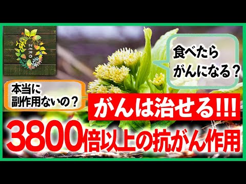 【がんで死なない】ほぼ全ての癌に対して3800倍以上の抗がん作用がある植物が判明【フキノトウ苦み成分ペタシン】