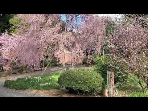 南原寺の枝垂れ桜🌸その②