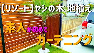 【DIY】（ヤシの木）フェニックス・ロベレニーを地植えしてみた！