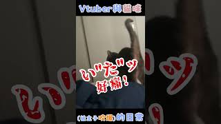 Vtuber與貓咪(被主子咬爆)的日常 #shorts #春雨麗女#あおぎり高校 #vtuber中文