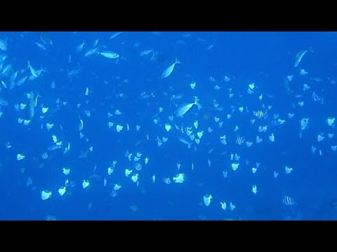 魚影が濃過ぎ‼ 動画では、この感動が伝わらない！？ So many fishes in amed bali