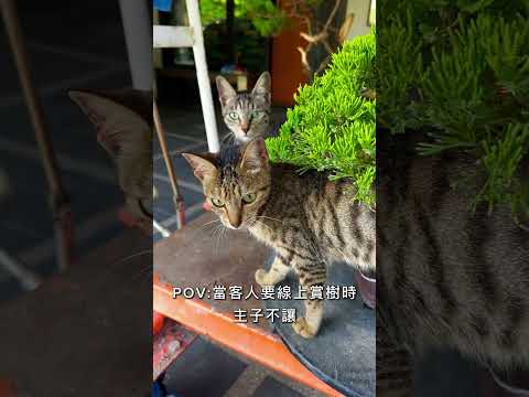 線上植選物｜全台宅小品 #台灣銘園園藝事業有限公司 #台灣銘園 #園藝