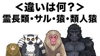 【霊長類・サル・猿・類人猿】言葉の解説