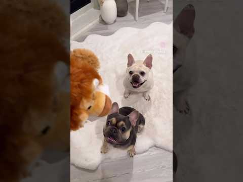 French Bulldogs + New Toys | Max and Bo | Frenchie Trekker TV #Dogs #Frenchie