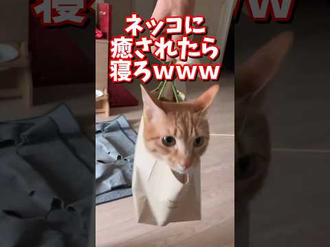 ネッコの動画で癒されたら寝ろｗｗｗ　#2ch #2chまとめ 動物スレ #2ch面白いスレ #動物 #犬 #猫 #癒やし #ねこ動画#ねこ