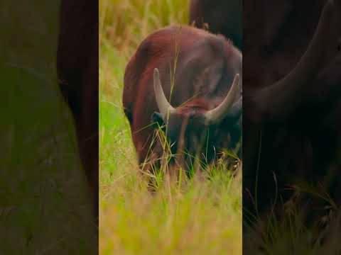 Survival in the Wild: Lions Take on Buffalo #lions #lionhunting #buffalo #africanwildlife #savannah