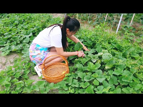 Country Summer Days | Heirloom Fruits Harvest, Lychee Liquor, Rainy Garden, Water Forest Visit